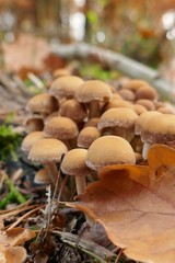 Mushrooms in the autumn forest.Autumn mushrooms close-up.