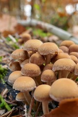 Mushrooms in the autumn forest.Autumn mushrooms 