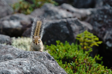 岩場のエゾシマリス