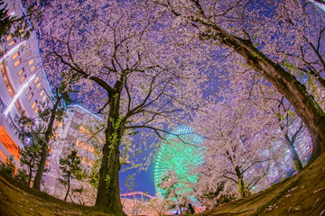 満開の夜桜とみなとみらいの夜景
