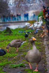 セント・ジェームズ・パークのかわいいカモ