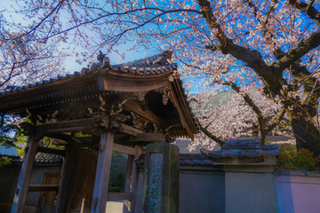 横浜市洪福寺の桜と晴天の空