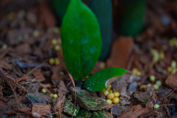 select focus a Incomplete leaves with grow to the Incomplete concept