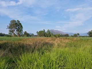 Yellow Shared Bike, Blue sky and green grass, Nam Sang Wai, Yuen Long, Hong Kong