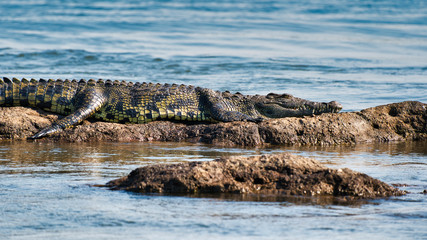 Crocodile in Botswana, Chobe national park, Africa