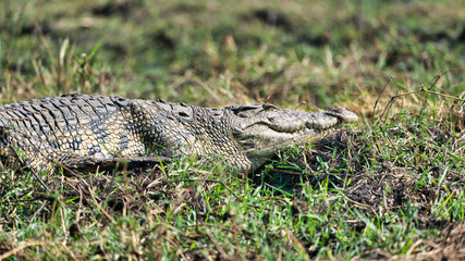 Crocodile in Botswana, Chobe national park, Africa