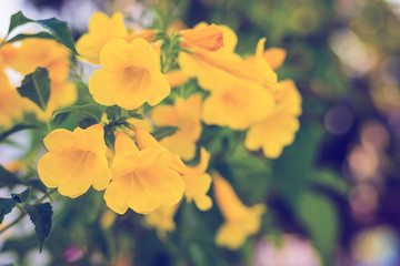Yellow elder, Trumpetbush, Trumpetflower, Yellow trumpet-flower, Yellow trumpetbush