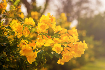 Yellow elder, Trumpetbush, Trumpetflower, Yellow trumpet-flower, Yellow trumpetbush