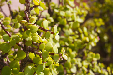 Portulacaria afra or elephant bush or dwarf jade succulent green plant