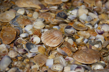 picture of shells on the sea beach