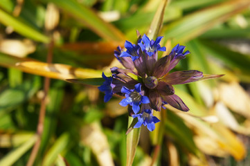 Gentiana dahurica blue flower close up
