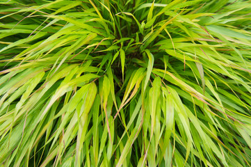 variegated hakone grass hakonechloa macra aureola plant