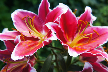 Fototapeta na wymiar Lilium oriental paradero pink lily flowers