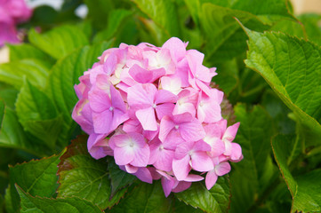 Hydrangea macrophylla bouquet rose pink flowers