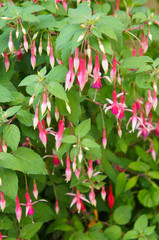 fuchsia magellanica or hummingbird  fuchsia green plant with red flowers vertcial