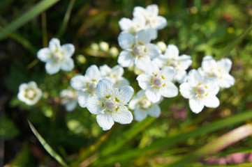 Parnassia or grass of parnassus or bog-stars white  flowers with green