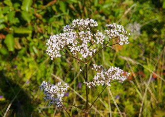 Valerian valeriana officinalis pink flowers