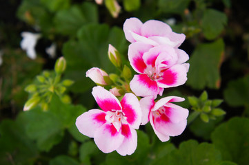 pelargonia fairy white splash pink geranium flowers