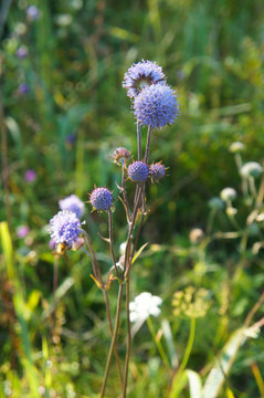 Succisa pratensis moench or  devil's-bit scabious blue flowers vertcial