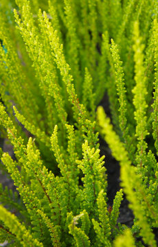 calluna vulgaris zora heather green plant