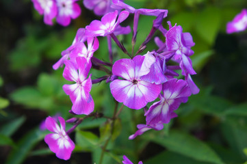 phlox paniculata purple flowers close up