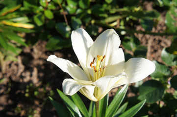 Fototapeta premium White lily flower in garden