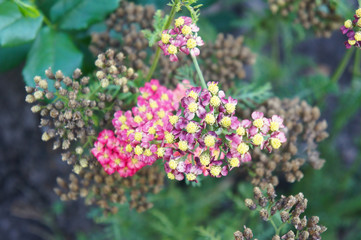 Obraz premium Achillea millefolium yarrow sneezewort red flowers