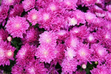 Mums chrysanthemum branhill purple flowers background