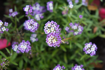 Lobularia maritima or sweet alyssum purple flowers