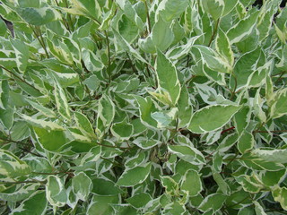 Green foliage for background. White border around the edges of the leaves.