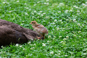 Small peacock in the grass