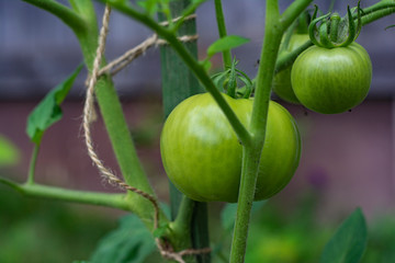 Ripening unripe green tomatoes growing on a garden bed