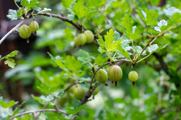 Gooseberry bush with ripe green berries in the garden.