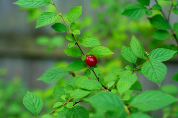 Fototapeta premium Nanking cherry tree branch with ripe berries in the garden