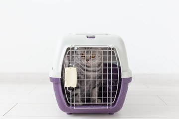 travel with cat - gray scottish fold cat in a carry box on white background