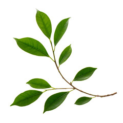 Fresh green leaves branch macro shot isolate on white background