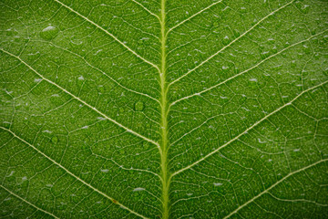 Structure of green leaves with water drop macro shot isolate on white background