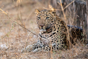 urban area Indian leopard head shot looking straight to the camera with intense expressions at jhalana forest reserve Jaipur - panthera pardus