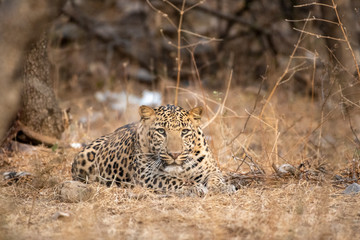urban area Indian leopard head shot looking straight to the camera with intense expressions at jhalana forest reserve Jaipur - panthera pardus