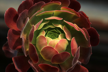 Aeonium Arboreum Sukkulente