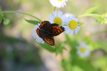 ヒメジョオンの花の蜜を吸うベニシジミ