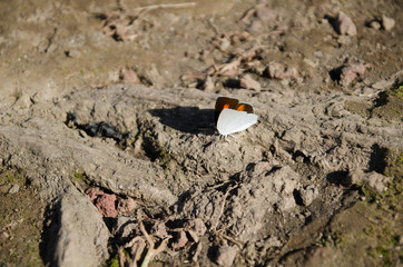 Curetis acuta paracuta in a park of Yokohama