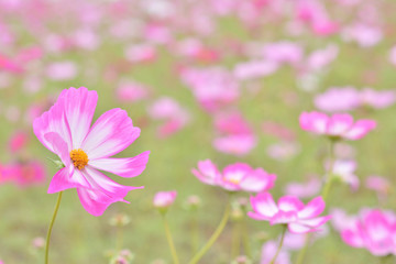 コスモス　花畑