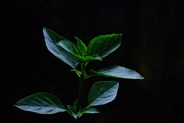 The leaves of the basil on the background in the dark