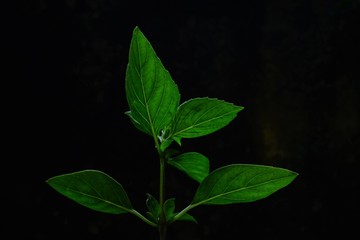 The leaves of the basil on the background in the dark