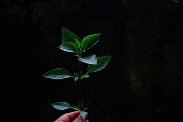 The leaves of the basil on the background in the dark