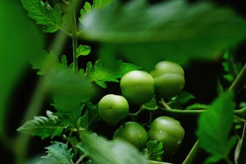 green tomato’s  on the tree.