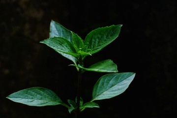 The leaves of the basil on the background in the dark