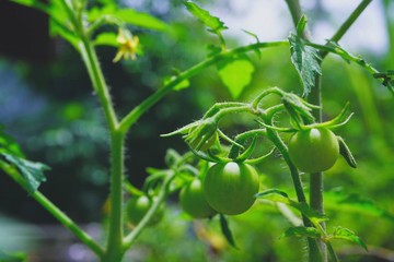 Green tomatoes, small fruit varieties that mature