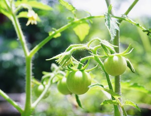 Green tomatoes, small fruit varieties that mature